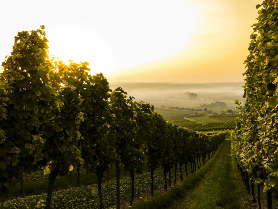 Weinberg bei Sonnenuntergang als Symbol für Wein zu Brot und Brotzeit