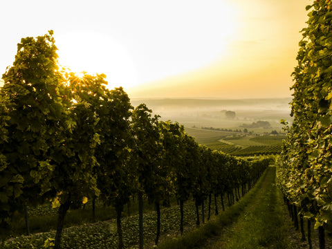 Weinberg bei Sonnenuntergang als Symbol für Wein zu Brot und Brotzeit